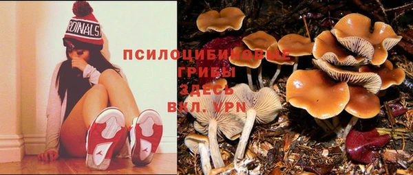 гашик Богданович